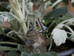 Charger l'image dans la galerie, RÉSERVÉE - Bague Elfique - Ormeau &amp; Quartz - Argent 925
